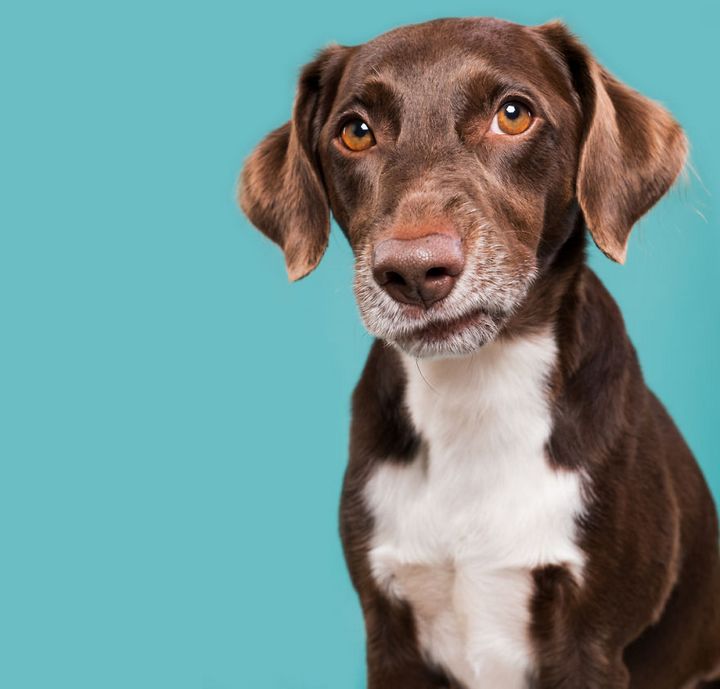 Khi những chú chó diễn xuất “thần thái” của mình trước ống kính 8