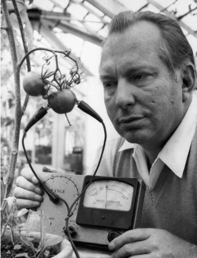 Điện kế Hubbard đo sự đau đớn của quả cà chua