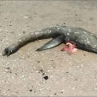 Xác sinh vật biển giống như quái vật Loch Ness trôi dạt trên bờ biển Georgia