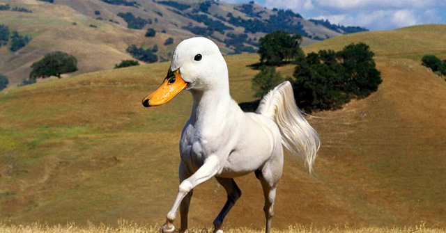 Vịt cũng có thể hóa thiên nga