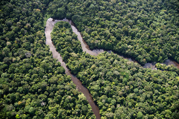 Một nửa số động vật hoang dã của những khu rừng lớn có thể biến mất do hành tinh nóng lên