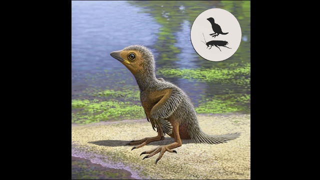 Tìm thấy hóa thạch loài chim bé nhỏ 127 triệu năm tuổi thời tiền sử