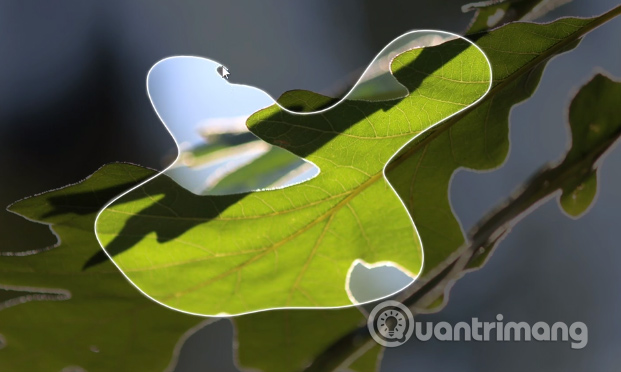 Chụp ảnh tự do