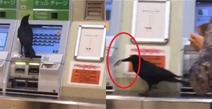 Nhật Bản: Không có tiền, con quạ “ranh ma” ăn trộm thẻ tín dụng của hành khách để mua vé tàu