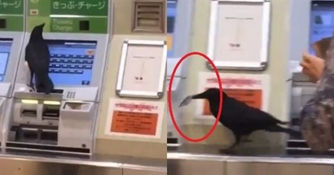 Nhật Bản: Không có tiền, con quạ “ranh ma” ăn trộm thẻ tín dụng của hành khách để mua vé tàu
