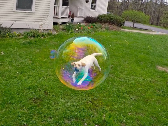 Chú chó mắc kẹt trong bong bóng xà phòng 