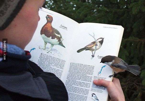 Có lẽ chú chim này tưởng bạn của mình nên đến để cùng trò chuyện 