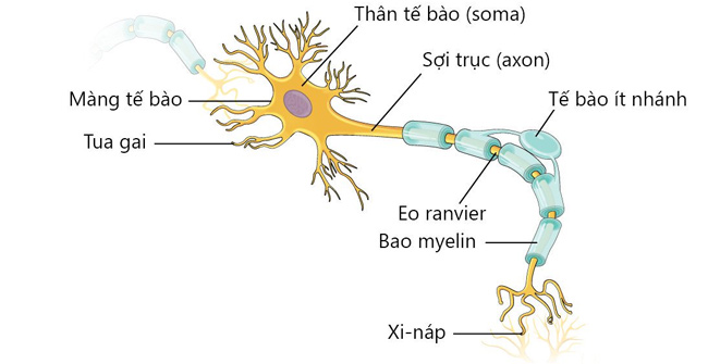 Cấu tạo của một nơ-ron thần kinh