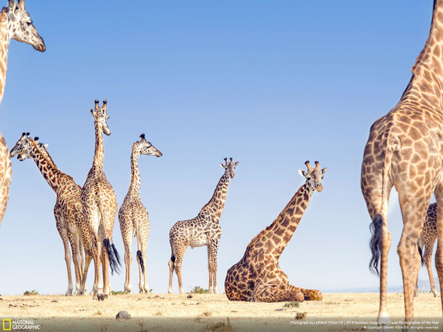 Tải ngay bộ hình nền độc đáo về khung cảnh cuộc sống do kênh truyền hình National Geographic cung cấp 19