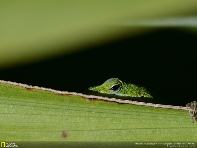 Tải ngay bộ hình nền độc đáo về khung cảnh cuộc sống do kênh truyền hình National Geographic cung cấp 23