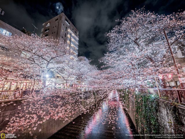 Tải ngay bộ hình nền độc đáo về khung cảnh cuộc sống do kênh truyền hình National Geographic cung cấp 6