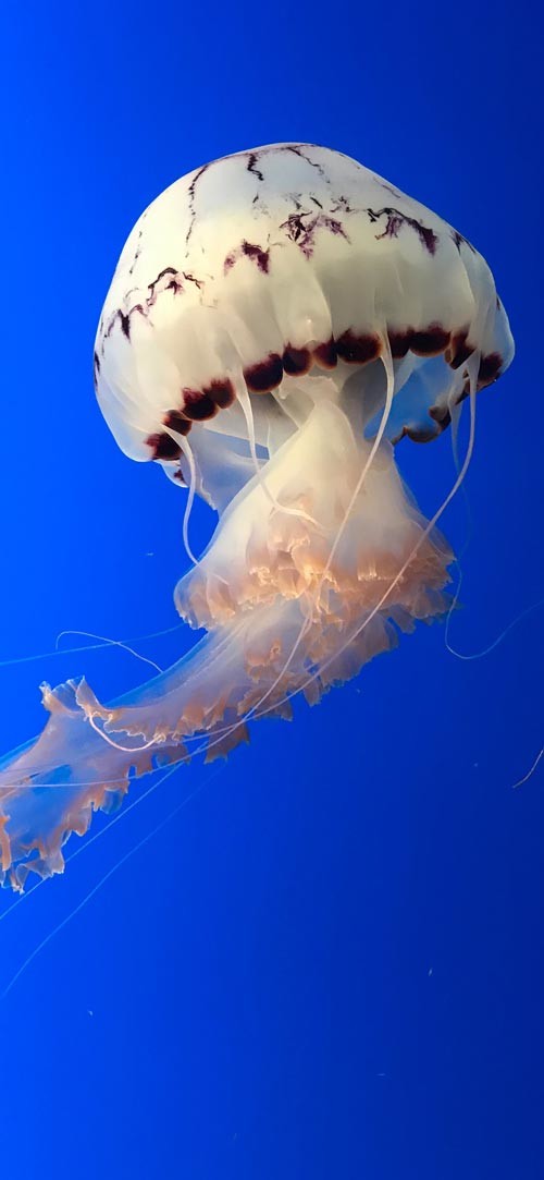 Sở hữu ngay bộ ảnh nền chủ đề tổng hợp dành cho smartphone 11