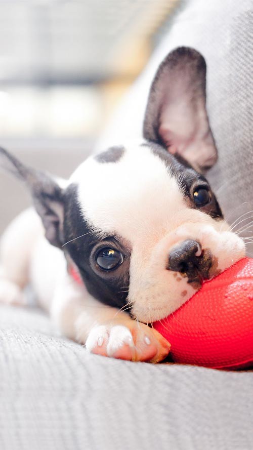 Sở hữu ngay bộ ảnh nền chủ đề tổng hợp dành cho smartphone 14