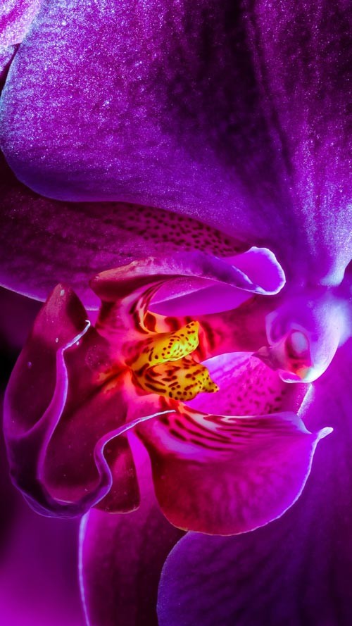 Sở hữu ngay bộ ảnh nền chủ đề tổng hợp dành cho smartphone 4