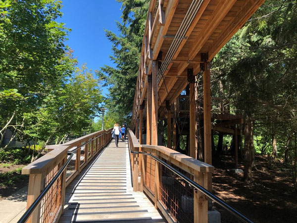 Những con đường dẫn lên ngôi nhà được thiết kế bằng gỗ trên cây