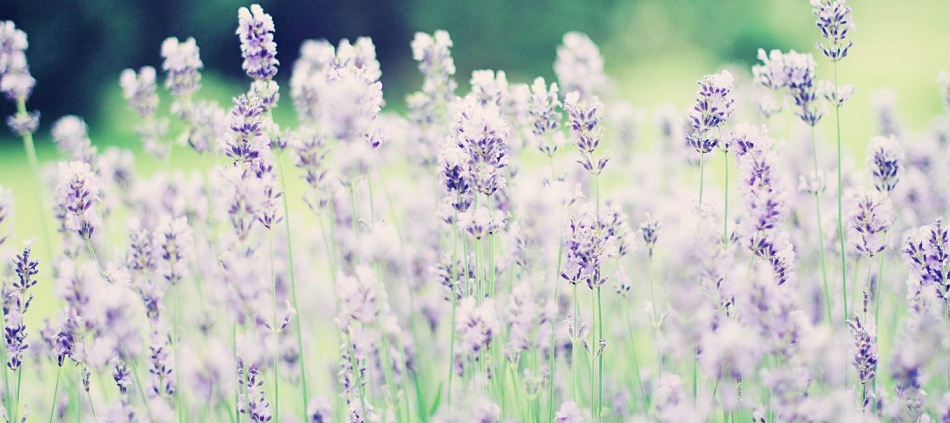 Khám phá 76+ ảnh bìa facebook hoa oải hương tuyệt vời nhất - Tin ...
