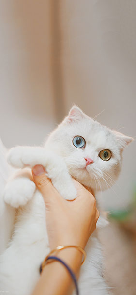 Tải ngay bộ ảnh nền chất lượng cao cho iPhone Xs và Xs Max 26