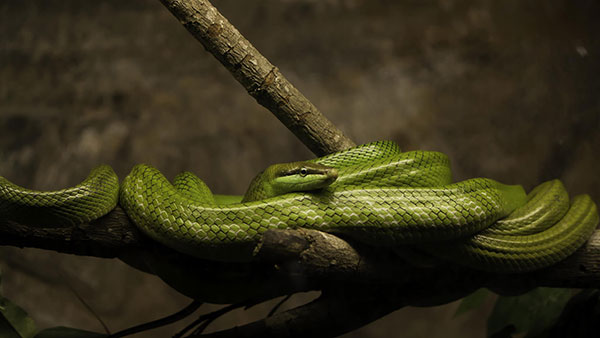 Tải ngay 200 ảnh nền với nhiều chủ đề khác nhau cho máy tính 17