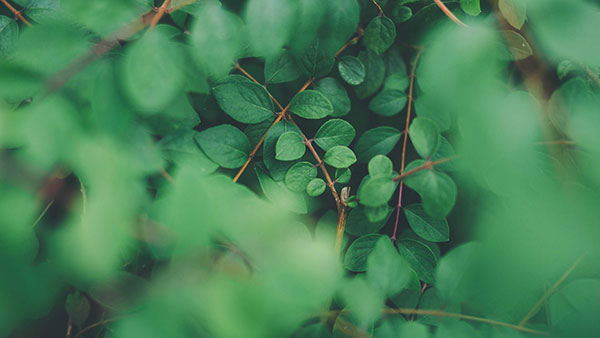 Tải ngay 200 ảnh nền với nhiều chủ đề khác nhau cho máy tính 39