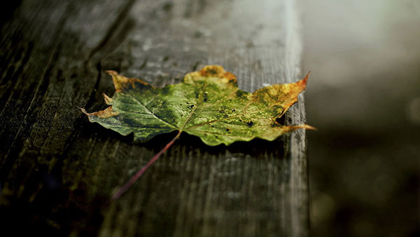 Tải ngay 200 ảnh nền với nhiều chủ đề khác nhau cho máy tính 40