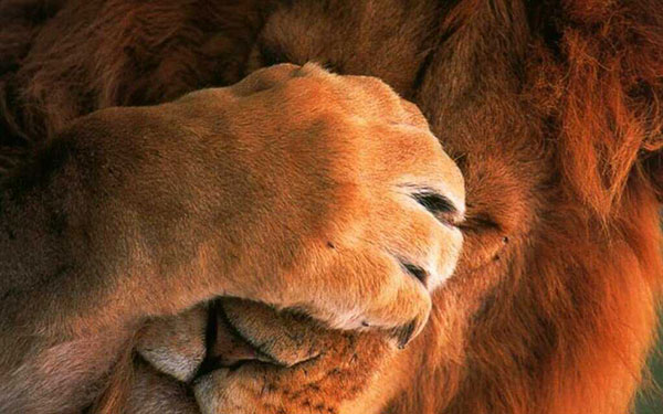 Những hình nền động vật dễ thương 39