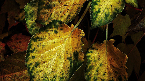 Bộ ảnh nền Full HD nhiều chủ đề đẹp mắt cho máy tính 17