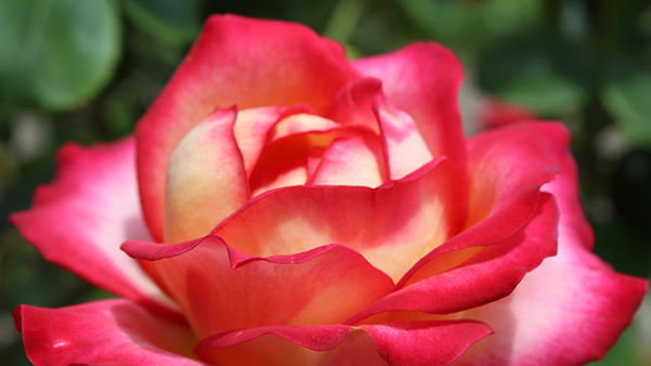 Bộ ảnh nền Full HD nhiều chủ đề đẹp mắt cho máy tính 20