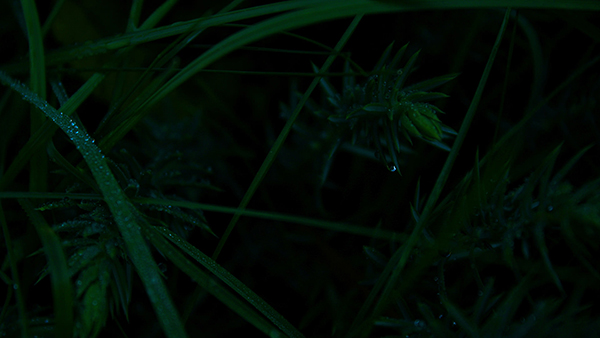 Bộ ảnh nền Full HD nhiều chủ đề đẹp mắt cho máy tính 24