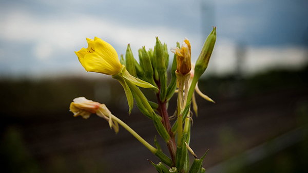 Bộ ảnh nền Full HD nhiều chủ đề đẹp mắt cho máy tính25