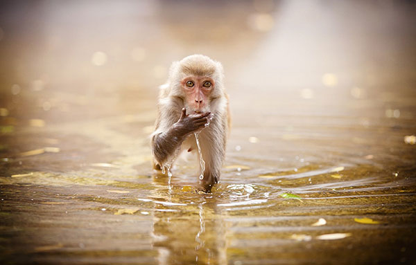 Tổng Hợp 65 Hình ảnh Con Khỉ đẹp Ngộ Nghĩnh Dễ Thương Nhất