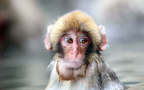 Con Khỉ Hình ảnh Một Hình ảnh đang Nhìn Vào Máy ảnh | Nền JPG Tải xuống  miễn phí - Pikbest