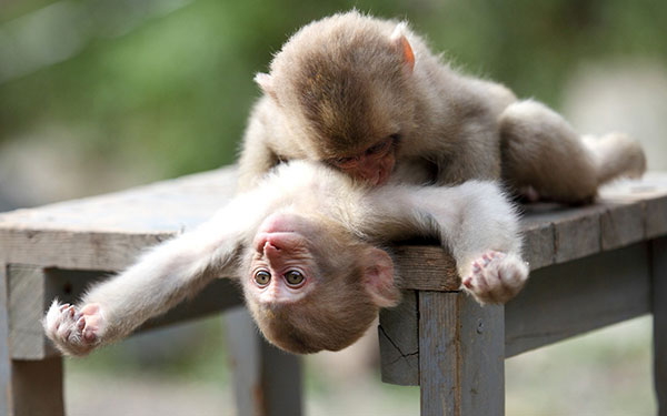 Khỉ con là một loài động vật siêu dễ thương và đáng yêu. Hãy thay đổi hình nền của mình thành những bức ảnh về các bé khỉ xinh xắn này để tăng thêm niềm vui và sự tươi mới trong cuộc sống hàng ngày.