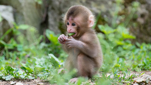 Hình ảnh Con Khỉ đáng Yêu PNG  Vườn Thú Vui Mừng Dễ Thương PNG và Vector  với nền trong suốt để tải xuống miễn phí
