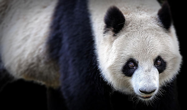 Ảnh nền gấu trúc dễ thương nhất cho máy tính 26