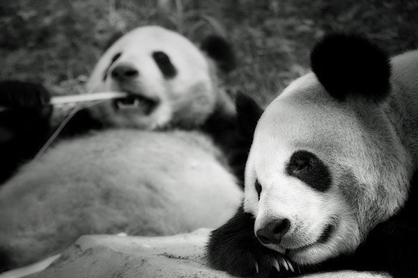 Ảnh nền gấu trúc dễ thương nhất cho máy tính 32