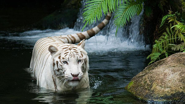 Hình ảnh hình nền con hổ đẹp nhất VFOVN