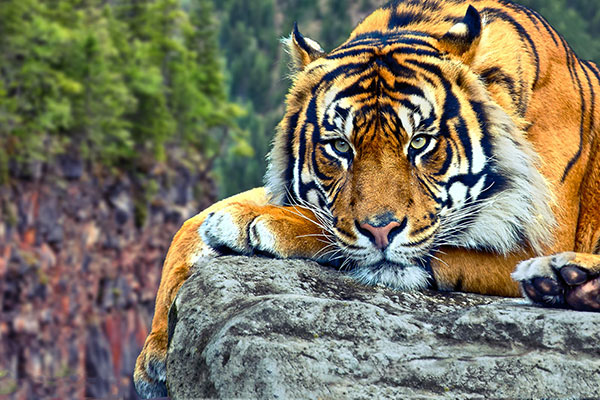 35 Hình nền con hổ 3d đẹp cho điện thoại iPhone Hình Ảnh Đẹp Nhất 2020 Dễ Thương Kute Full HD