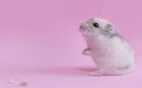 Bộ hình nền những chú chuột dễ thương, đáng yêu và đẹp nhất - QuanTriMang. com