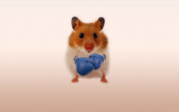 Bộ hình nền những chú chuột dễ thương, đáng yêu và đẹp nhất