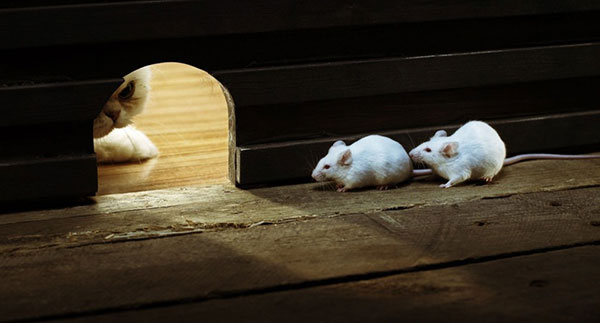 Bộ hình nền những chú chuột dễ thương, đáng yêu và đẹp nhất