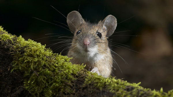 Hình Nền Con Chuột Đẹp | TikTok