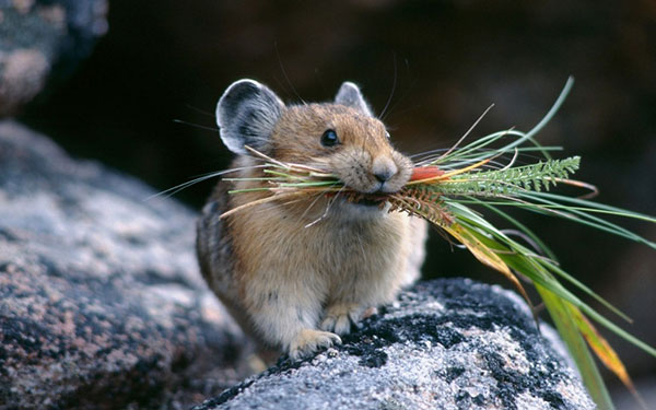 Hình nền chuột cute và đáng yêu nhất | Hình nền disney, Đang yêu, Động vật