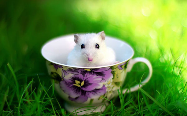 222+ Hình ảnh chuột Hamster cute, dễ thương và ngộ nghĩnh