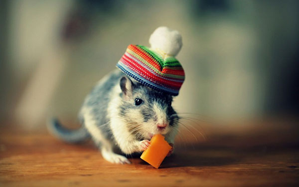 Hình nền con chuột cute đáng yêu đẹp nhất