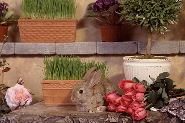 Baby Rabbit Wallpapers - Top Những Hình Ảnh Đẹp