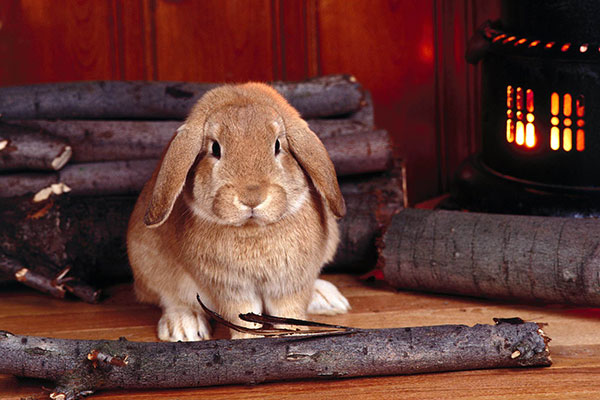 Hình nền thỏ con đáng yêu, dễ thương 10