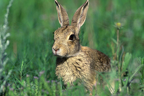 Hình nền thỏ con đáng yêu, dễ thương 15