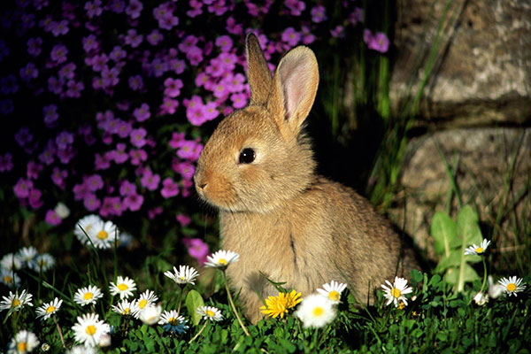 50 Hình ảnh con thỏ dễ thương ảnh nền con thỏ cute