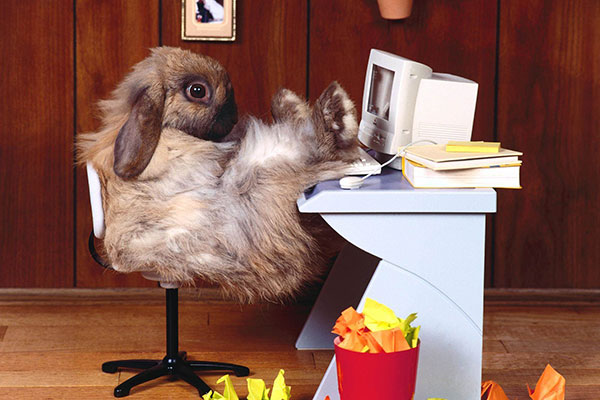 Hình nền thỏ con đáng yêu, dễ thương 6