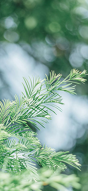 Bộ 50+ ảnh nền chất lượng cao, nhiều chủ đề cho smartphone 12